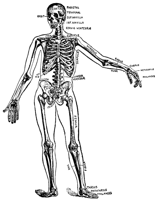 The skeleton.jpg