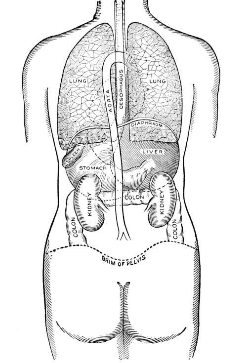 Position of the thoracic and abdominal organs, rear view.jpg