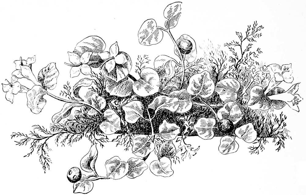 The flowers of the partridge vine.jpg