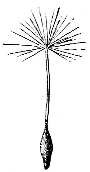 a single seed sailboat of the dandelion