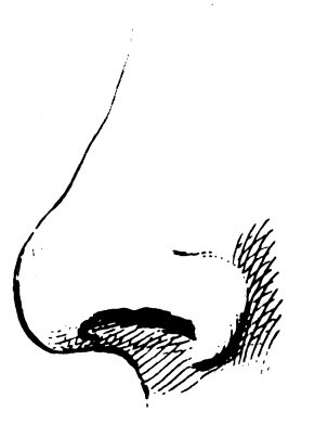 Nose 5.jpg