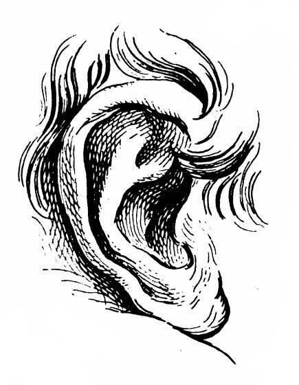 Ear 3.jpg
