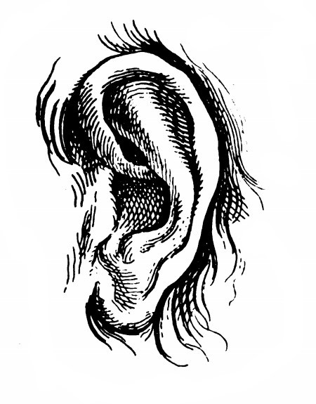 Ear 2.jpg