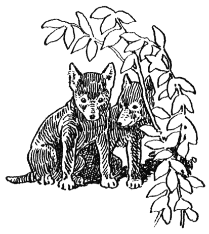 Two wolf pups .png