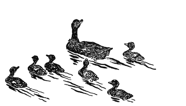Black Mallard Ducks.png