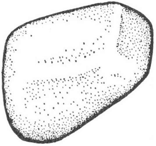 Sketch of a gastrolith—the gizzard stone of an ancient reptile