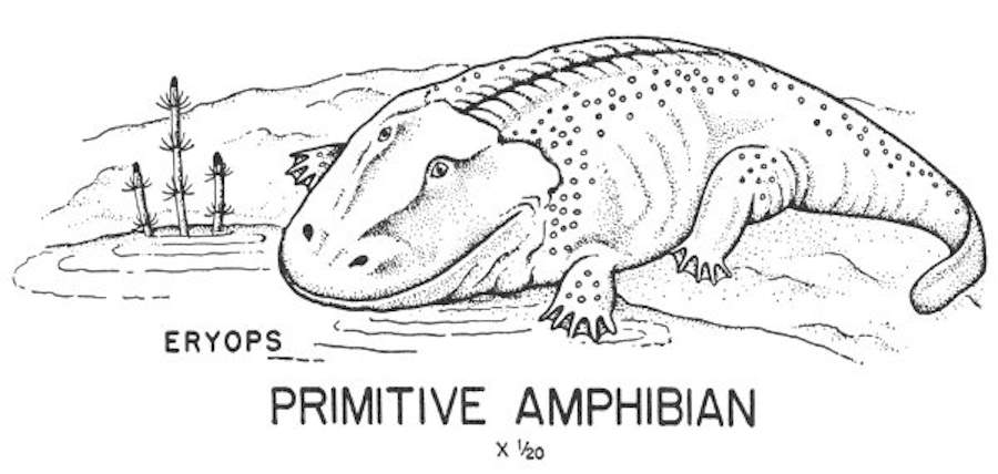 Primitive Amphibian.jpg