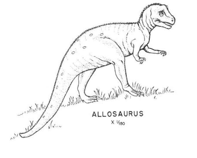 Saurischian dinosaurs - Allosaurus.jpg
