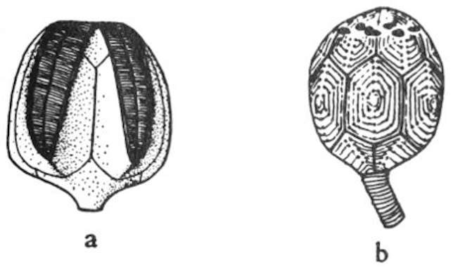 Two extinct attached echinoderms.jpg