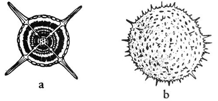 Typical radiolarians.jpg