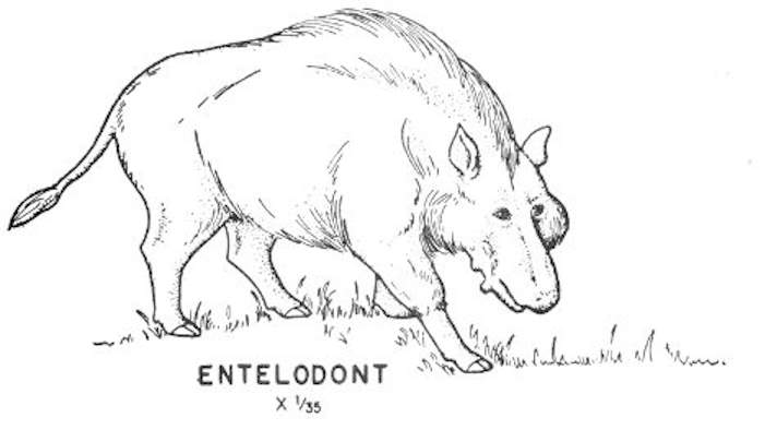 Cenozoic mammals - Entelodont
