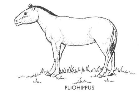 Cenozoic mammals - Pliohippus.jpg