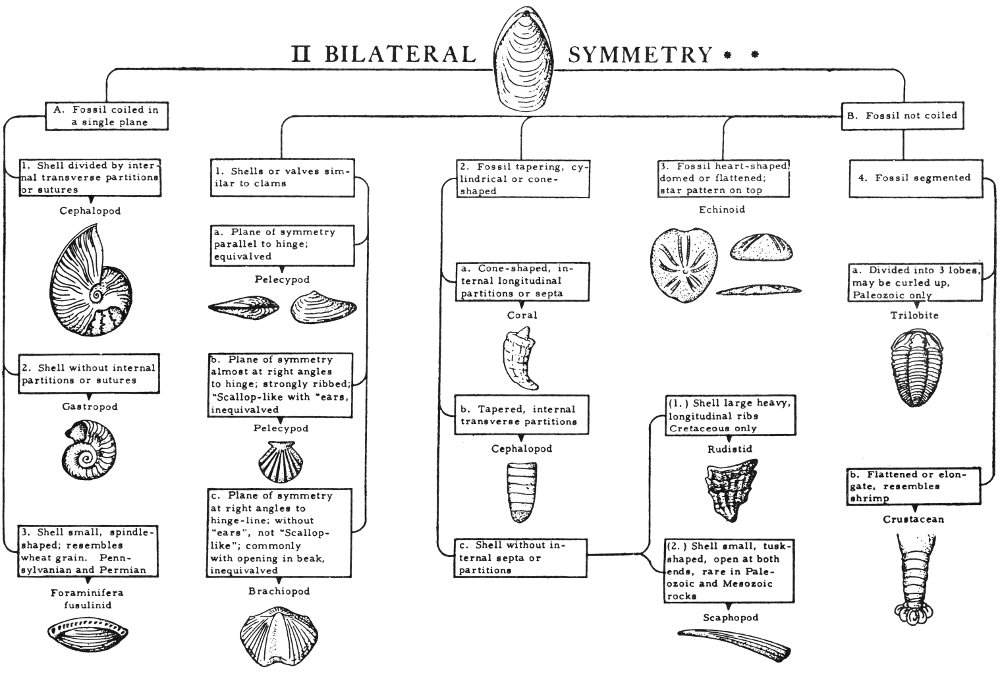 Fossil Identificaton Chart - II Bilateral Symmetry.jpg